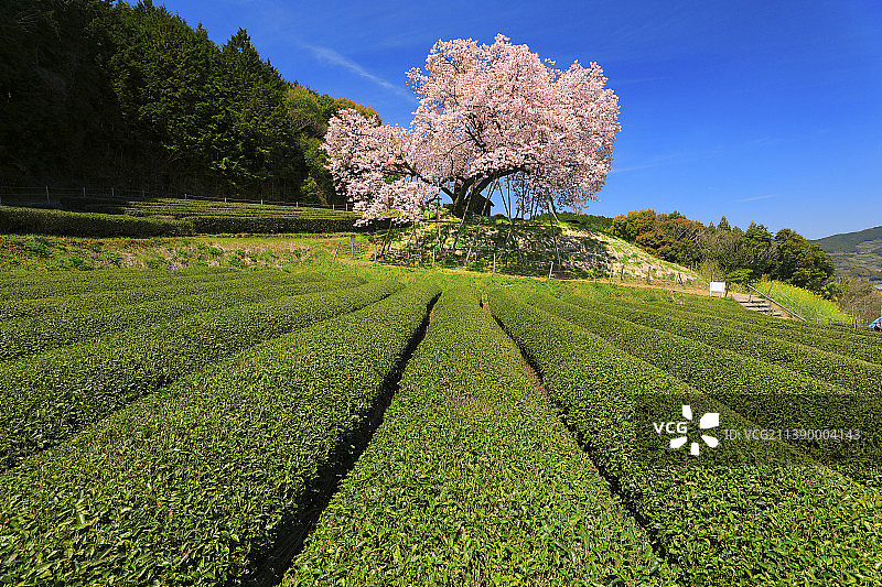 盛开的樱花，日本图片素材