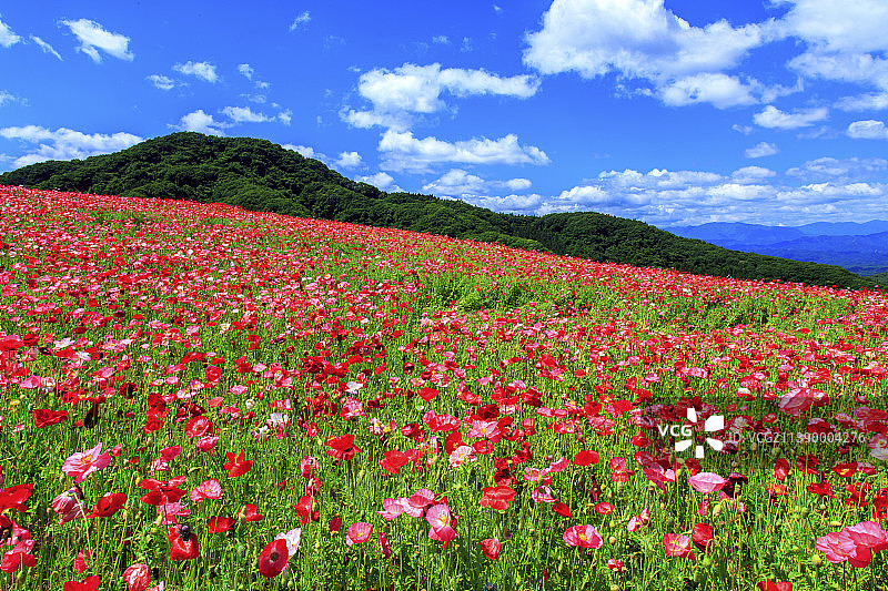 日本埼玉县图片素材