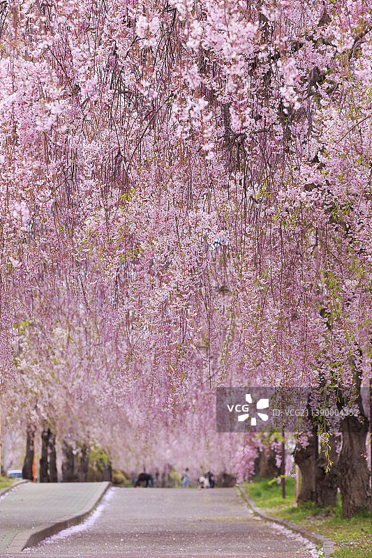 盛开的樱花，日本图片素材