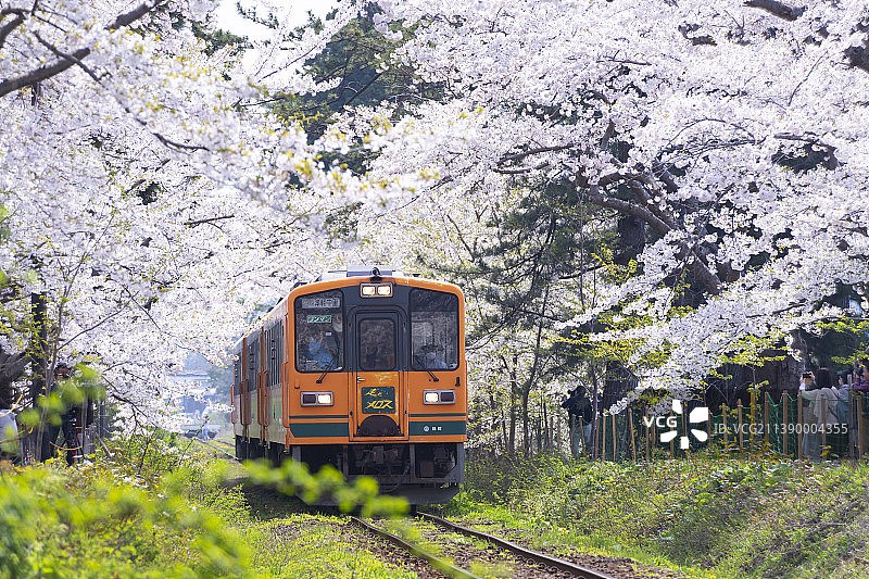 盛开的樱花，日本图片素材