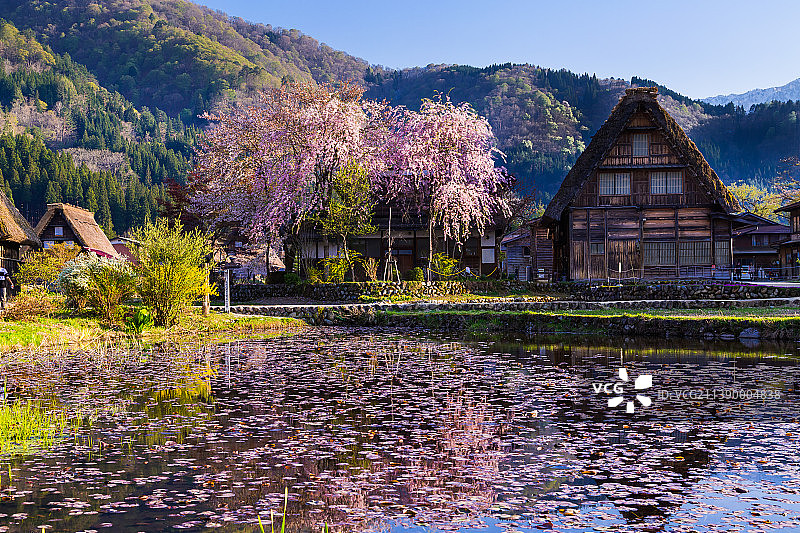 盛开的樱花，日本图片素材
