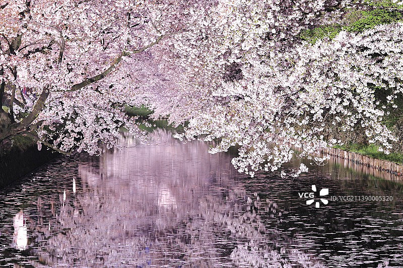 日本弘前城公园的樱花图片素材