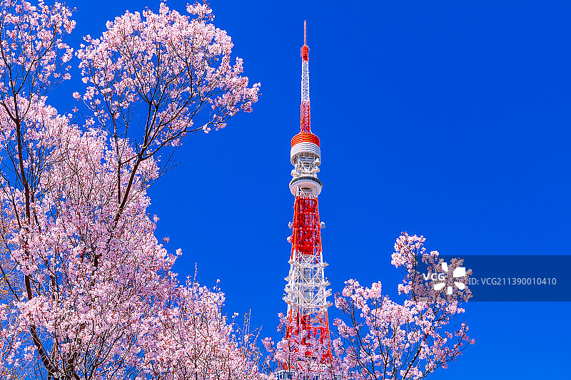 樱花与东京塔图片素材