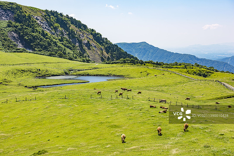 熊本县阿苏山的吃草场景图片素材