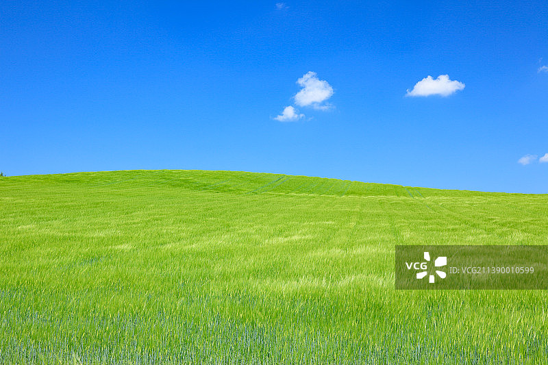 北海道大麦田图片素材