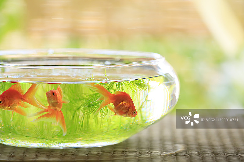 鱼缸和门廊上的三条金鱼图片素材