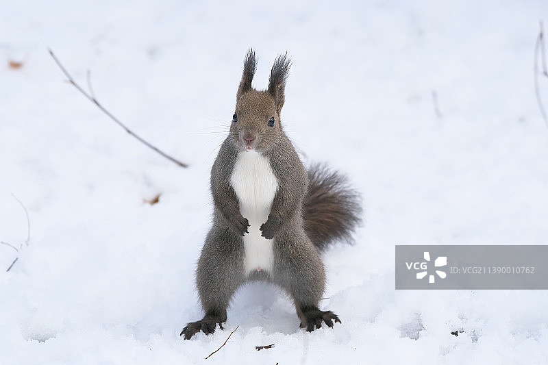 虾夷松鼠图片素材