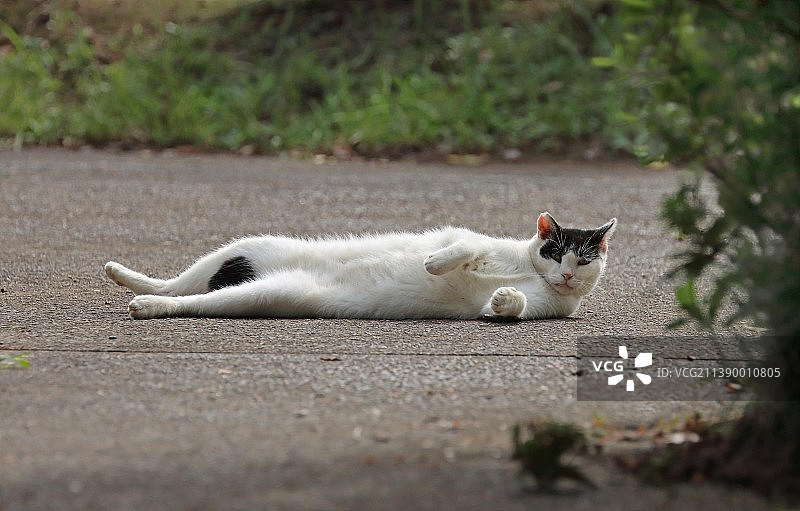 只流浪猫图片素材