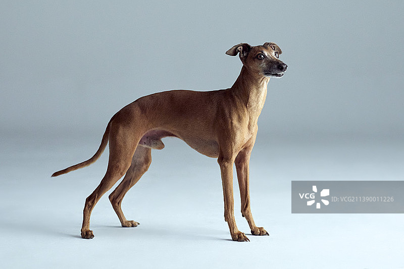 意大利格力犬图片素材