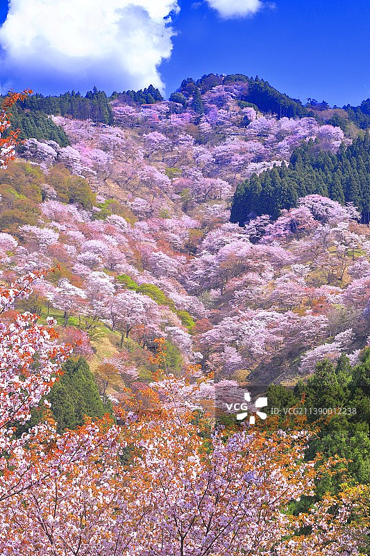 日本奈良县图片素材