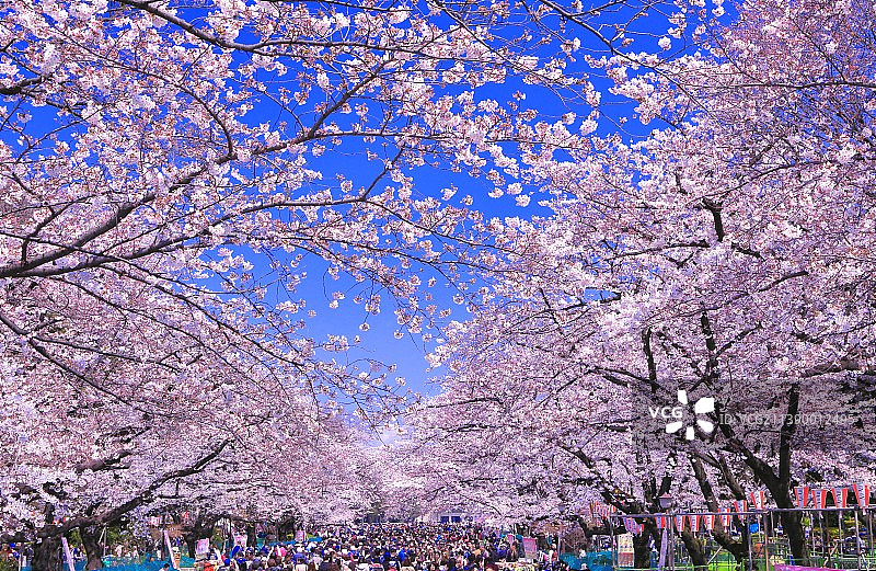 日本樱花图片素材