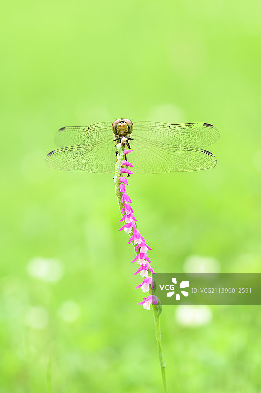 螺纹花与蜻蜓图片素材