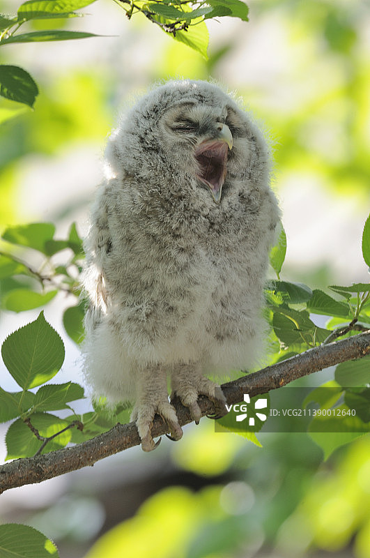 打喷嚏的幼枭图片素材