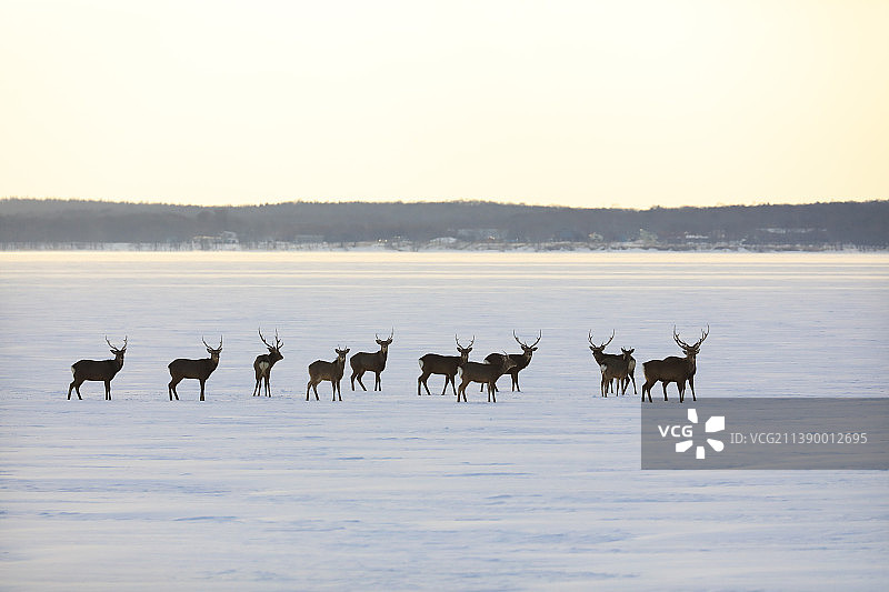 北海道虾夷鹿图片素材
