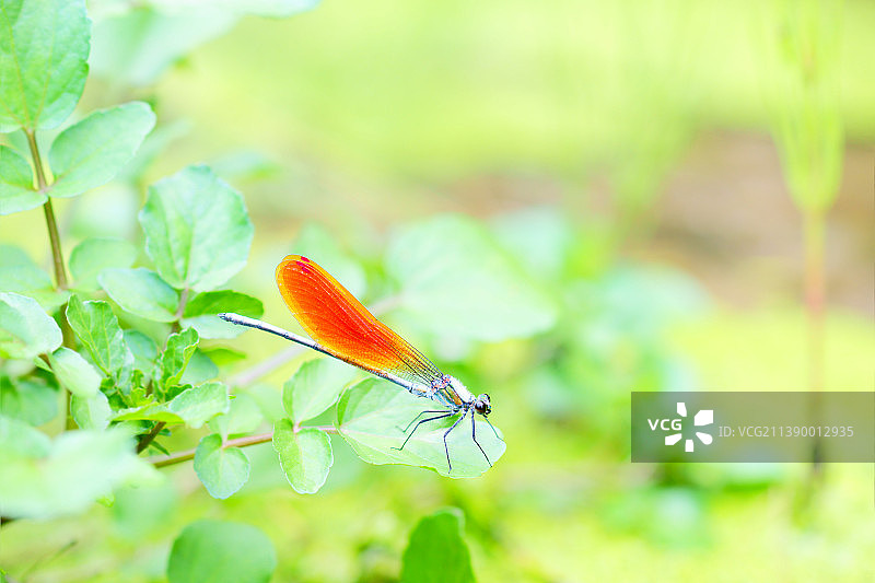 蜻蜓图片素材