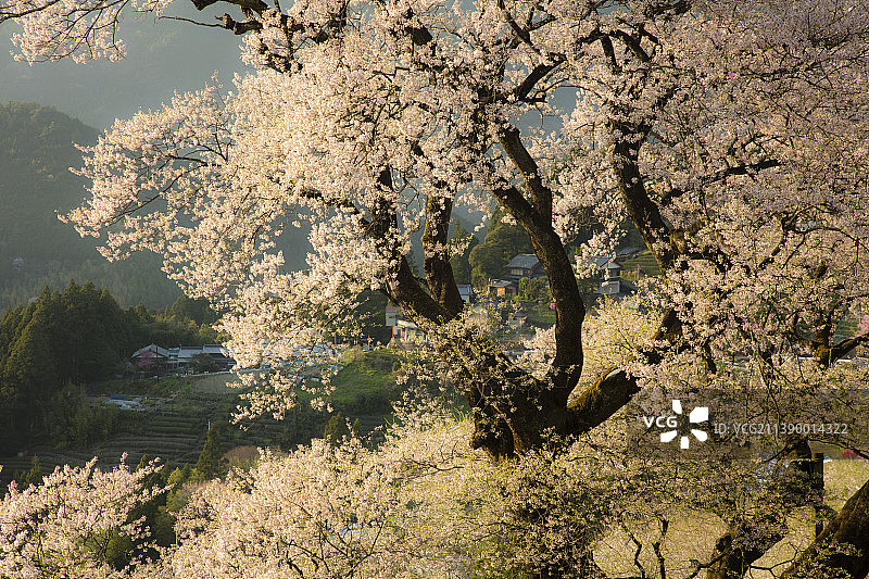 日本高知县图片素材