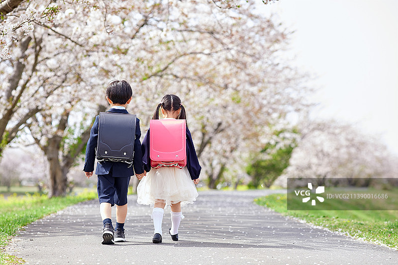 日本小学生走在樱花树下图片素材