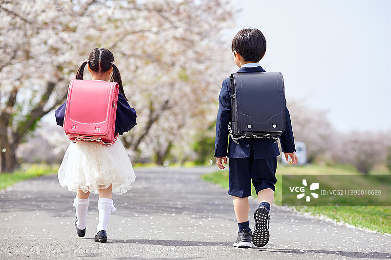 中国小学生在樱花树下行走图片素材