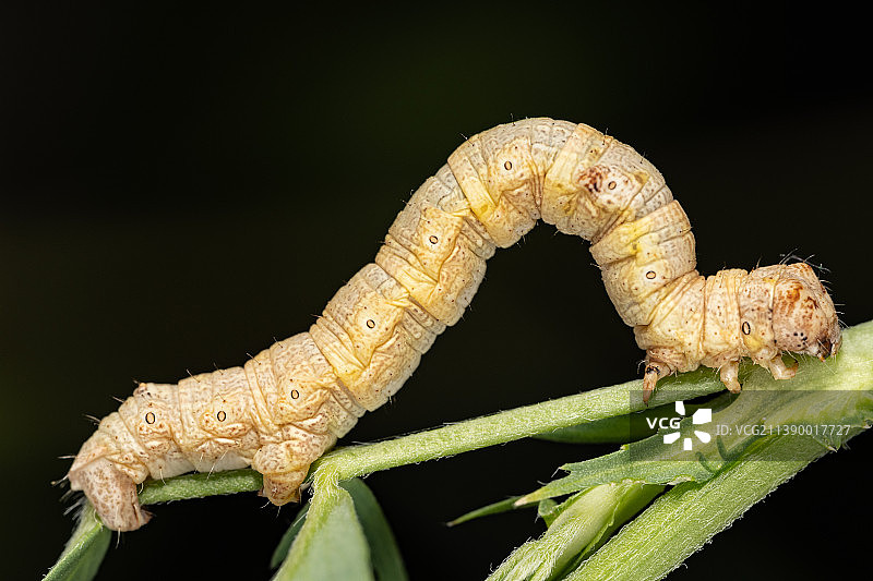 一只蚕宝宝趴在绿色植物上的特写图片素材
