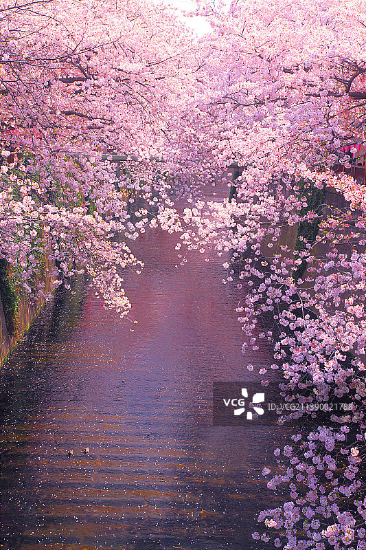 日本东京图片素材