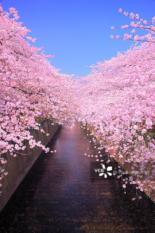 日本樱花图片素材