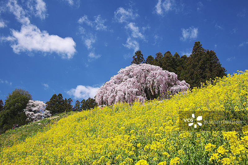 日本福岛县图片素材