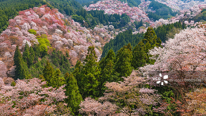 日本奈良县图片素材