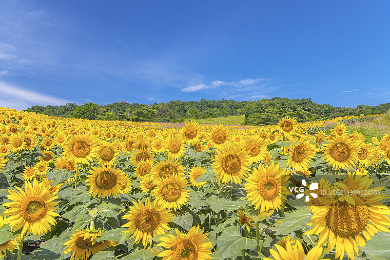 日本福岛县图片素材