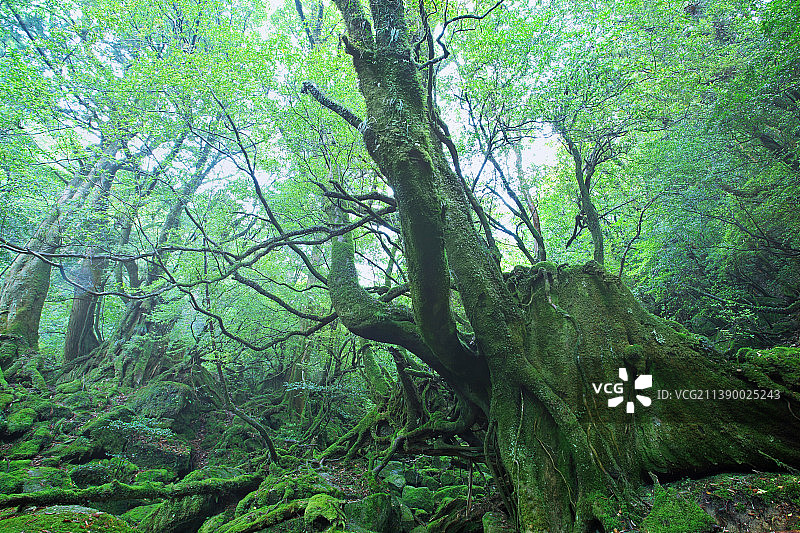 日本鹿儿岛县图片素材