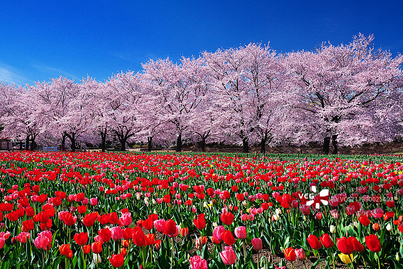 日本埼玉县图片素材