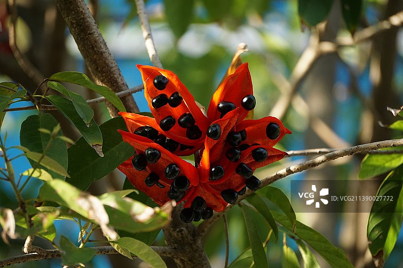 夏日阳光下的假苹婆红花种子特写, 梧桐科图片素材