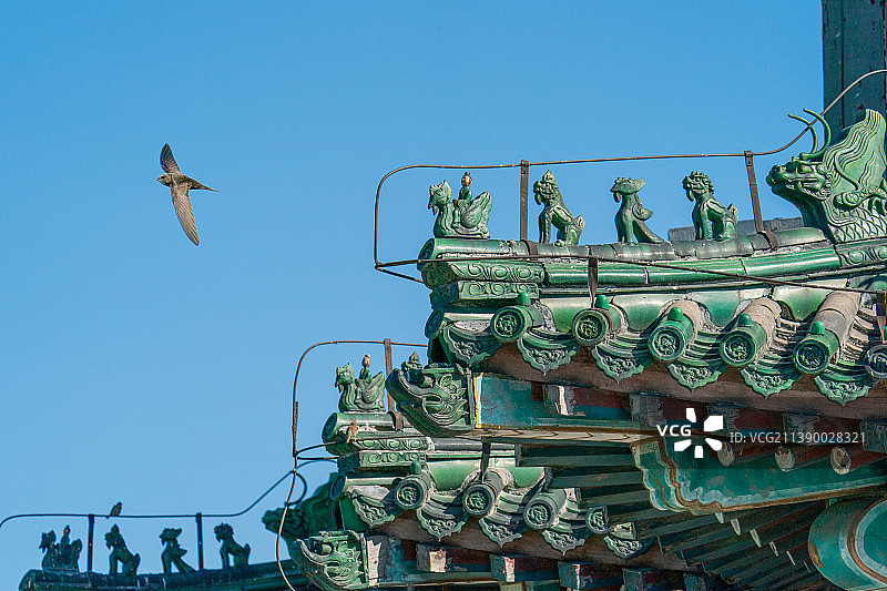 颐和园古建筑上飞翔的雨燕图片素材