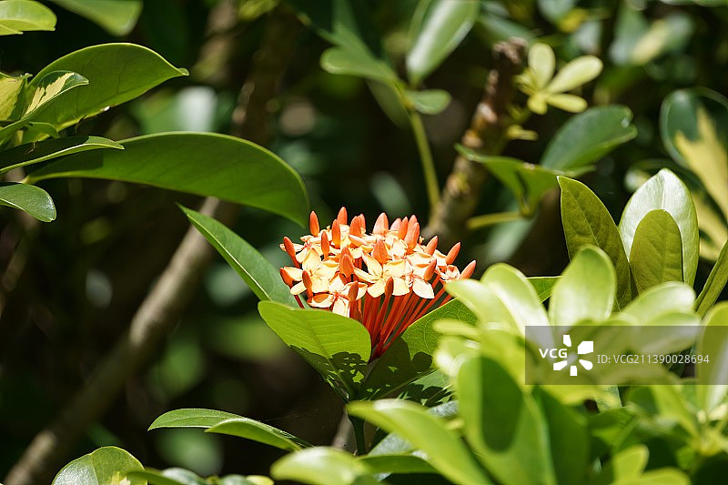 龙船花特写, 黄色龙船花, 陌上花开图片素材