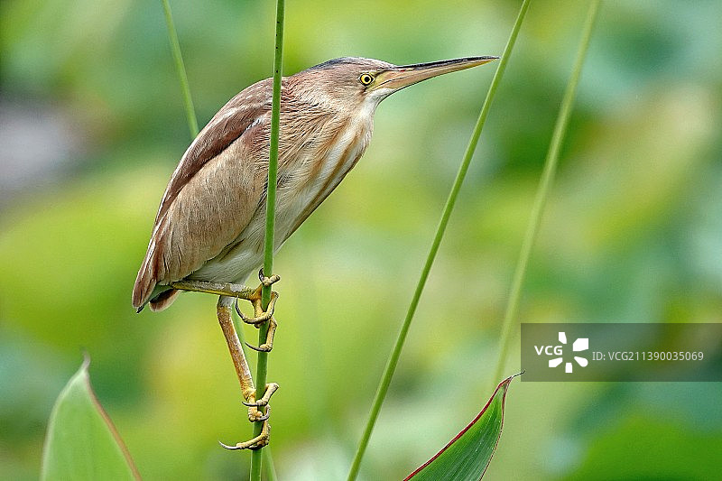 黄苇鳽图片素材