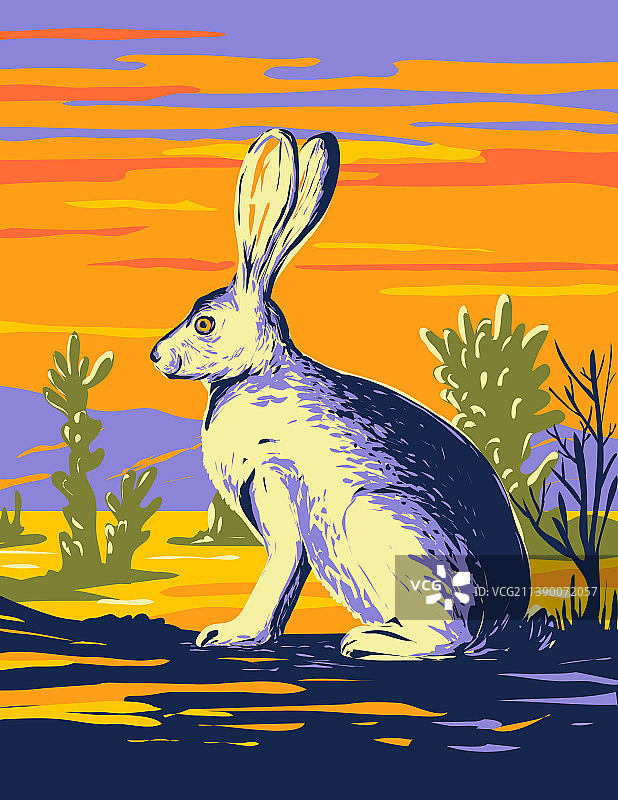 约书亚树国家公园内的美洲沙漠兔图片素材