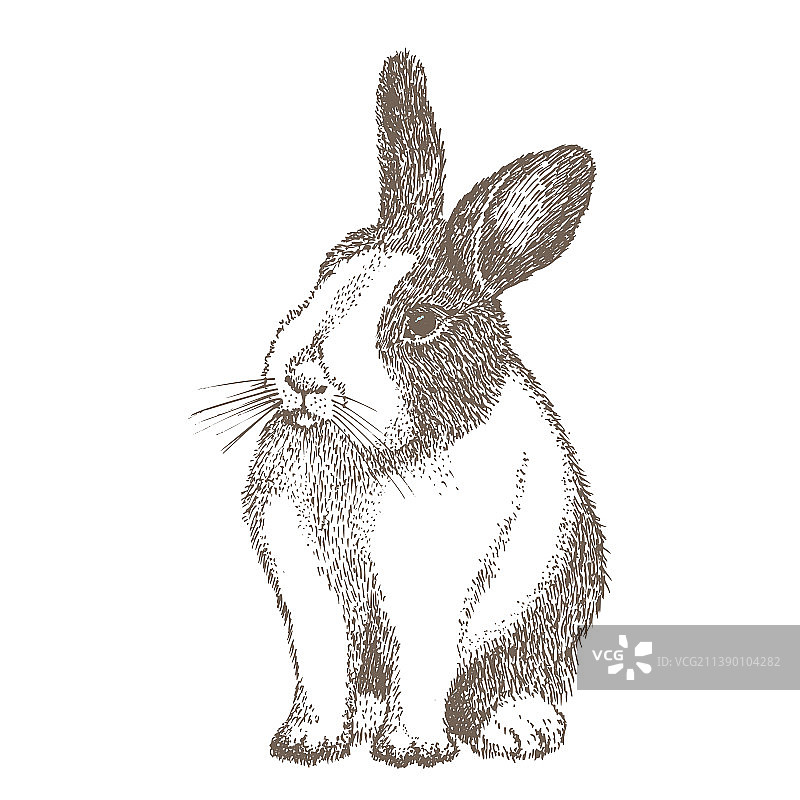 眼周有黑斑的白兔图片素材