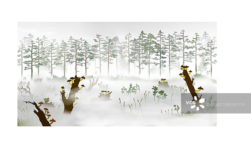 松树林前雾气弥漫的沼泽图片素材