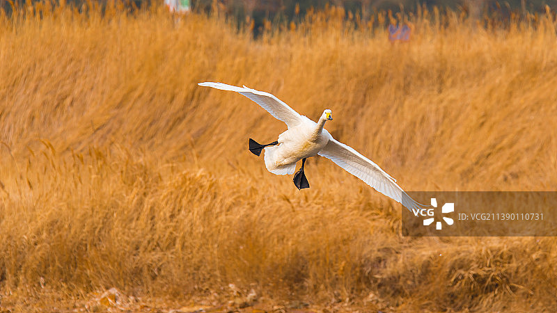 山东省荣成市天鹅湖的芦苇丛中飞过一只大天鹅图片素材