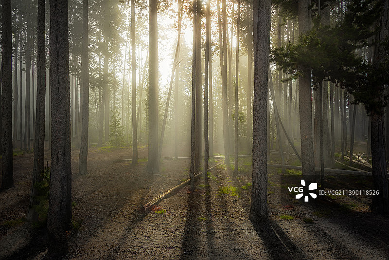 树林光影晨光暮色图片素材