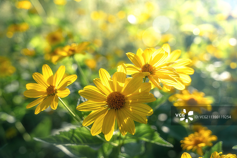 夏天阳光下的小黄花图片素材