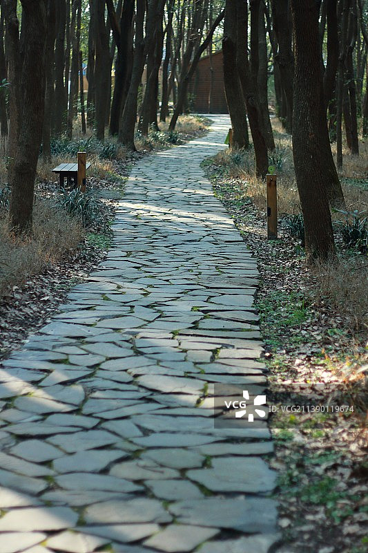 森林中的石板小路图片素材