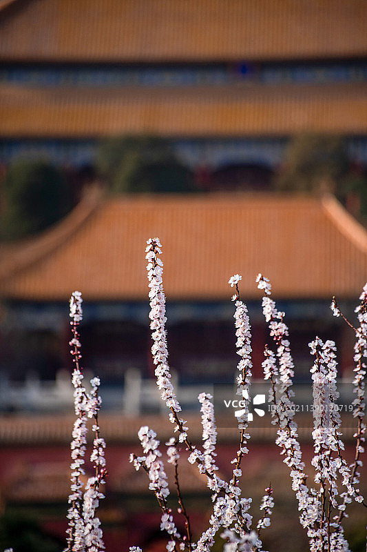 春天从北京著名景点景山的桃花丛中俯瞰故宫图片素材