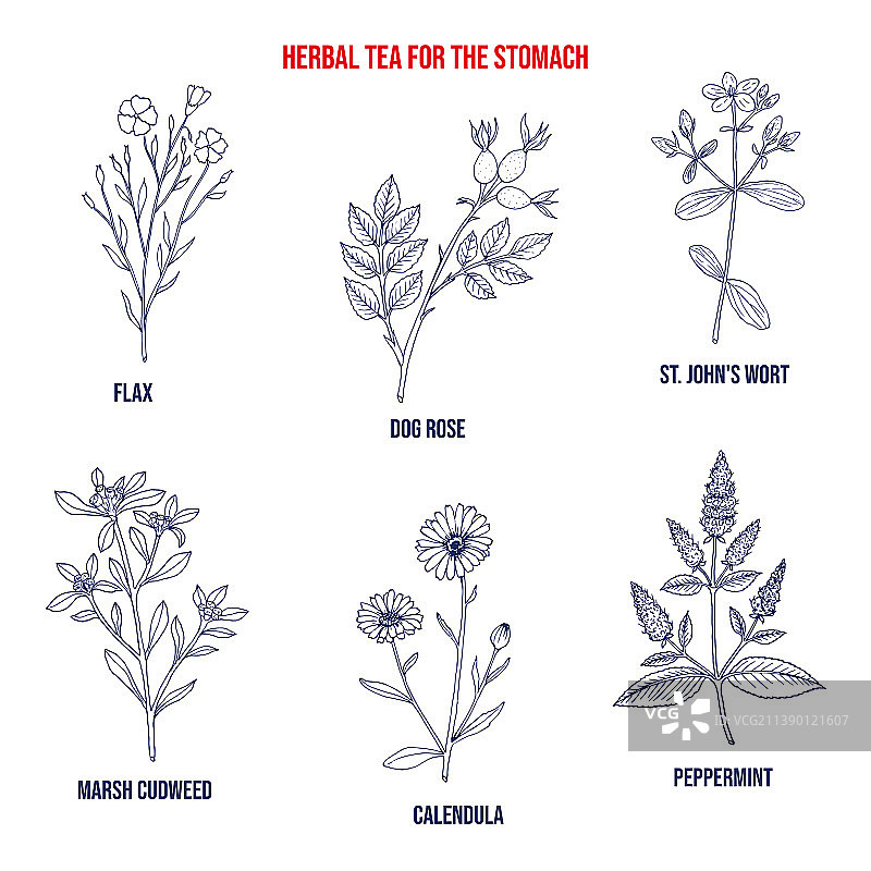 药用植物草药茶调理肠胃图片素材