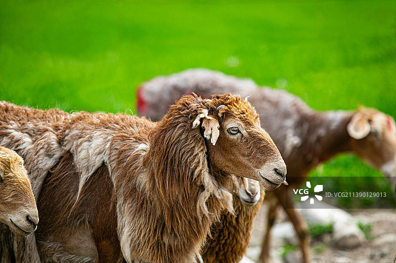 阿勒泰羊，新疆维吾尔自治区阿勒泰地区特产，中国国家地理标志产品。哈萨克牧民用这种羊做的手抓肉是一绝。图片素材