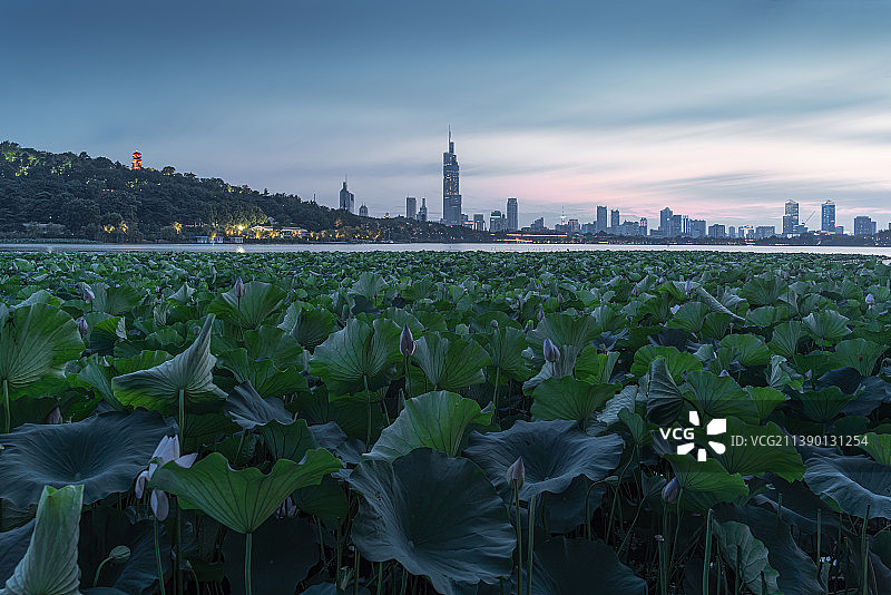 中国江苏南京玄武湖畔的荷叶荷花与对岸的紫峰大厦图片素材