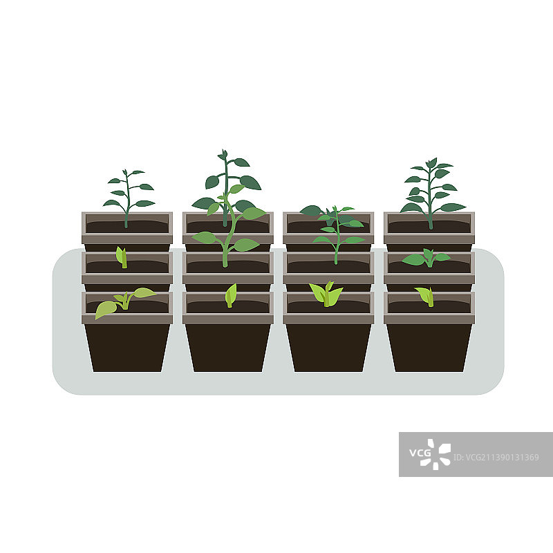 春季花盆育苗图片素材