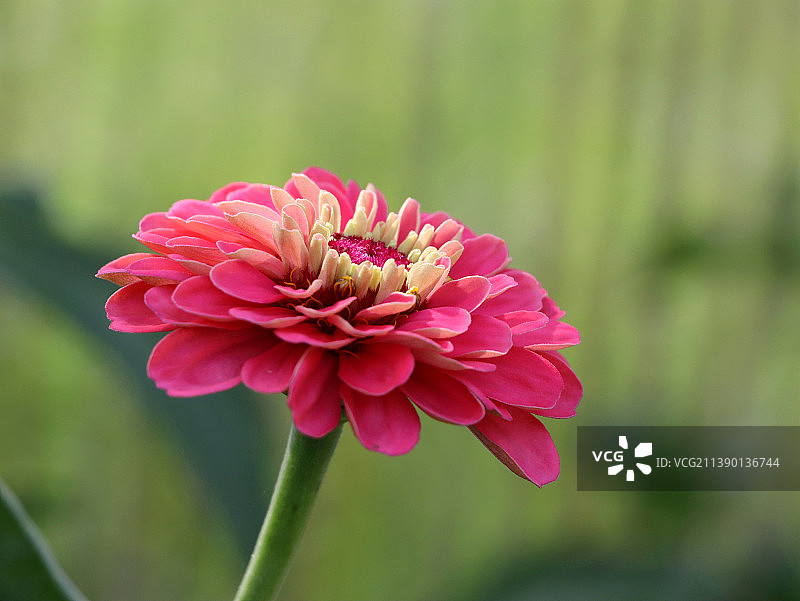 百日菊图片素材