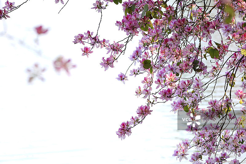 春天盛开的紫荆花图片素材