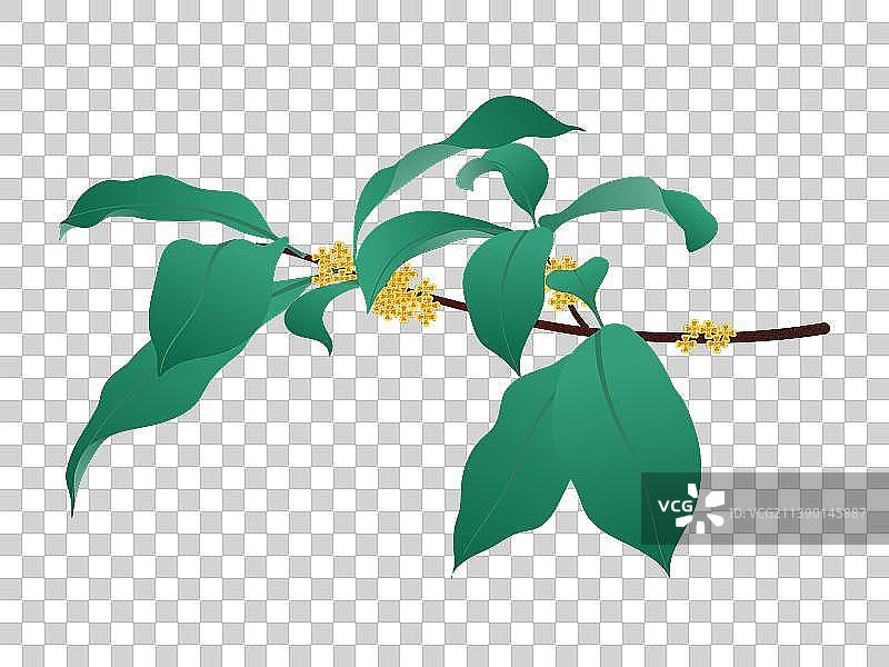 桂花图片素材