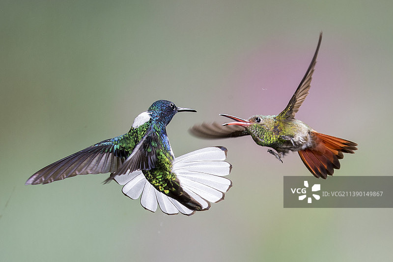 红尾蜂鸟攻击白颈蜂鸟图片素材